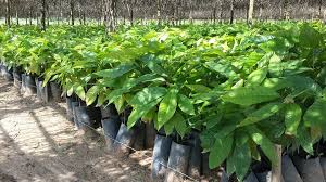 Plants de cacao
