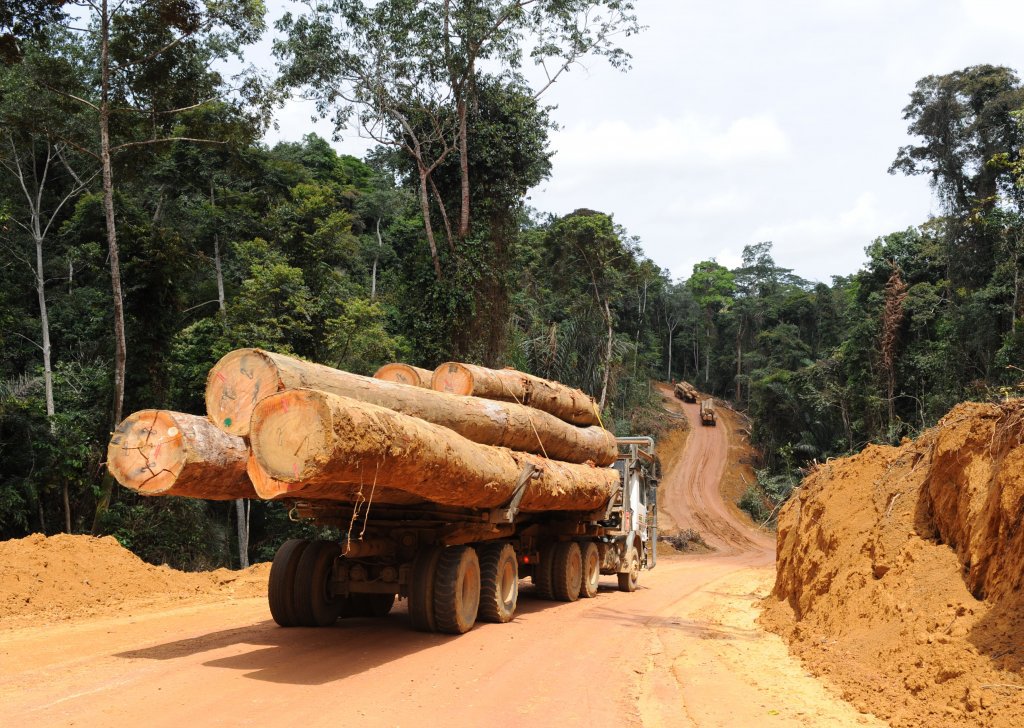 Que retenir de la campagne cacaoyère 2025/2026 au Cameroun ?