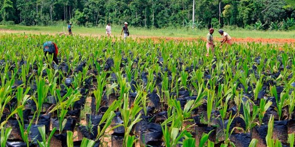 Que retenir de la campagne cacaoyère 2025/2026 au Cameroun ?