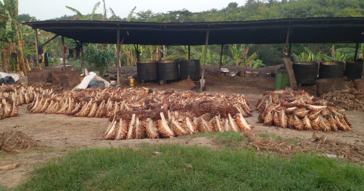 Qui sont les 5 investisseurs camerounais en passe de racheter Sosucam