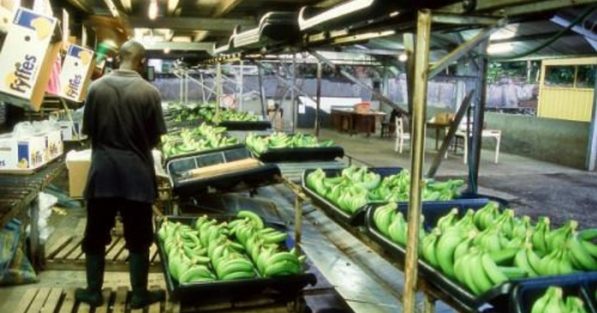 Que retenir de la campagne cacaoyère 2025/2026 au Cameroun ?