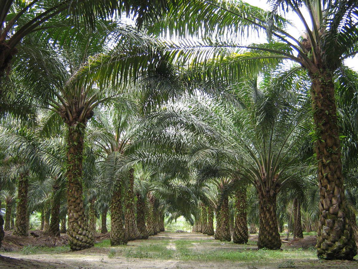 Qui sont les 5 investisseurs camerounais en passe de racheter Sosucam