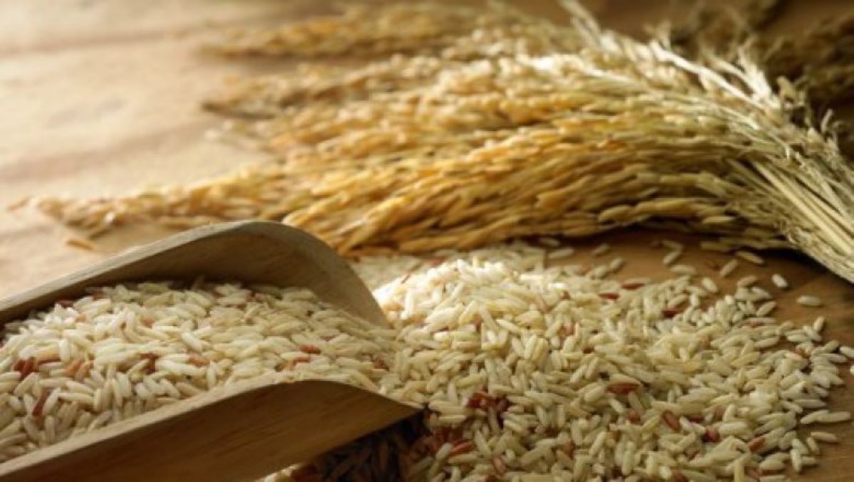 La production du riz reste faible au Cameroun