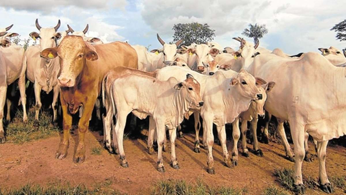 Qui sont les 5 investisseurs camerounais en passe de racheter Sosucam