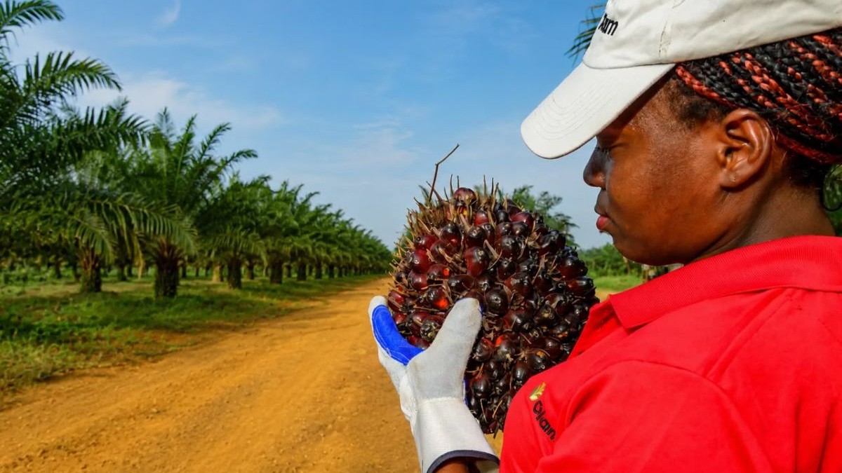 Cameroun : Le Francais SOMDIAA, détenu par Castel, veut vendre ses actions dans la SOSUCAM