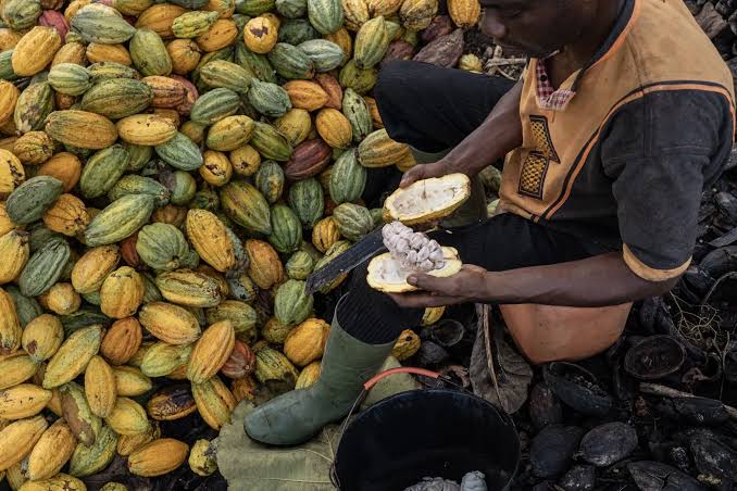 Que retenir de la campagne cacaoyère 2025/2026 au Cameroun ?