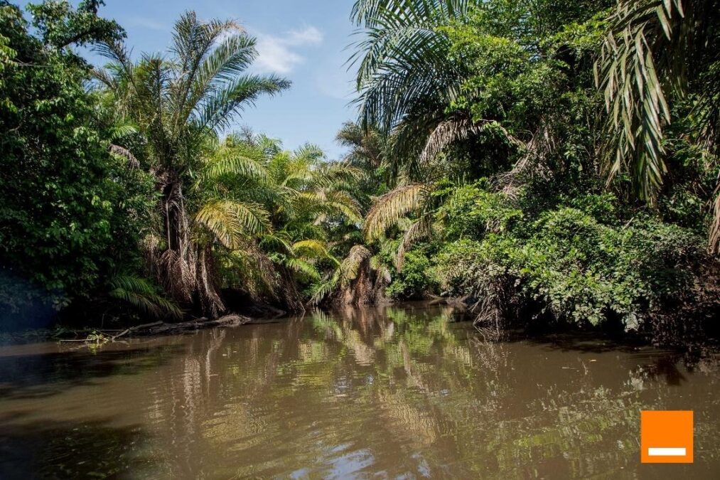 Une photographie éclatante prise depuis le niveau de l'eau montre un canal étroit entouré de mangroves luxuriantes et de palmiers dans une forêt côtière. L'eau sombre et calme reflète parfaitement les arbres et le ciel bleu clair avec quelques nuages. Le soleil brille, illuminant les feuilles vertes vibrantes et créant des ombres profondes. L'image capture la tranquillité et la beauté de cet écosystème unique.