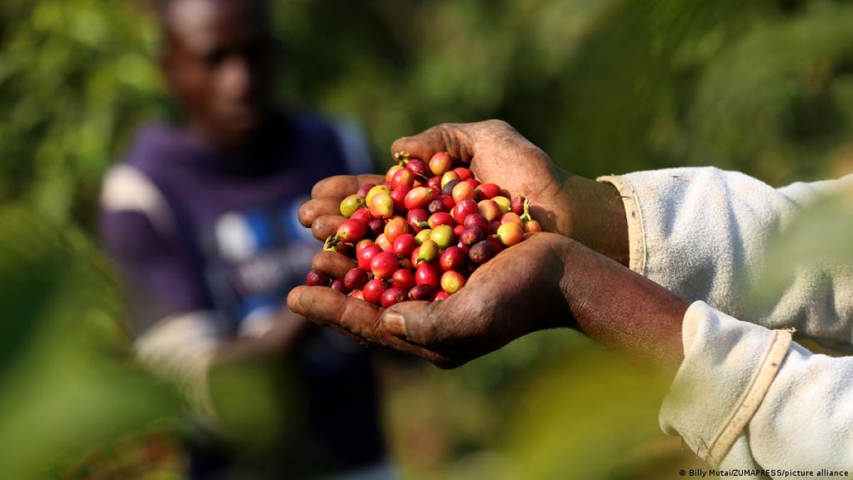 Cameroun : Le Francais SOMDIAA, détenu par Castel, veut vendre ses actions dans la SOSUCAM