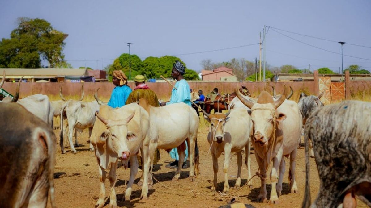 Qui sont les 5 investisseurs camerounais en passe de racheter Sosucam